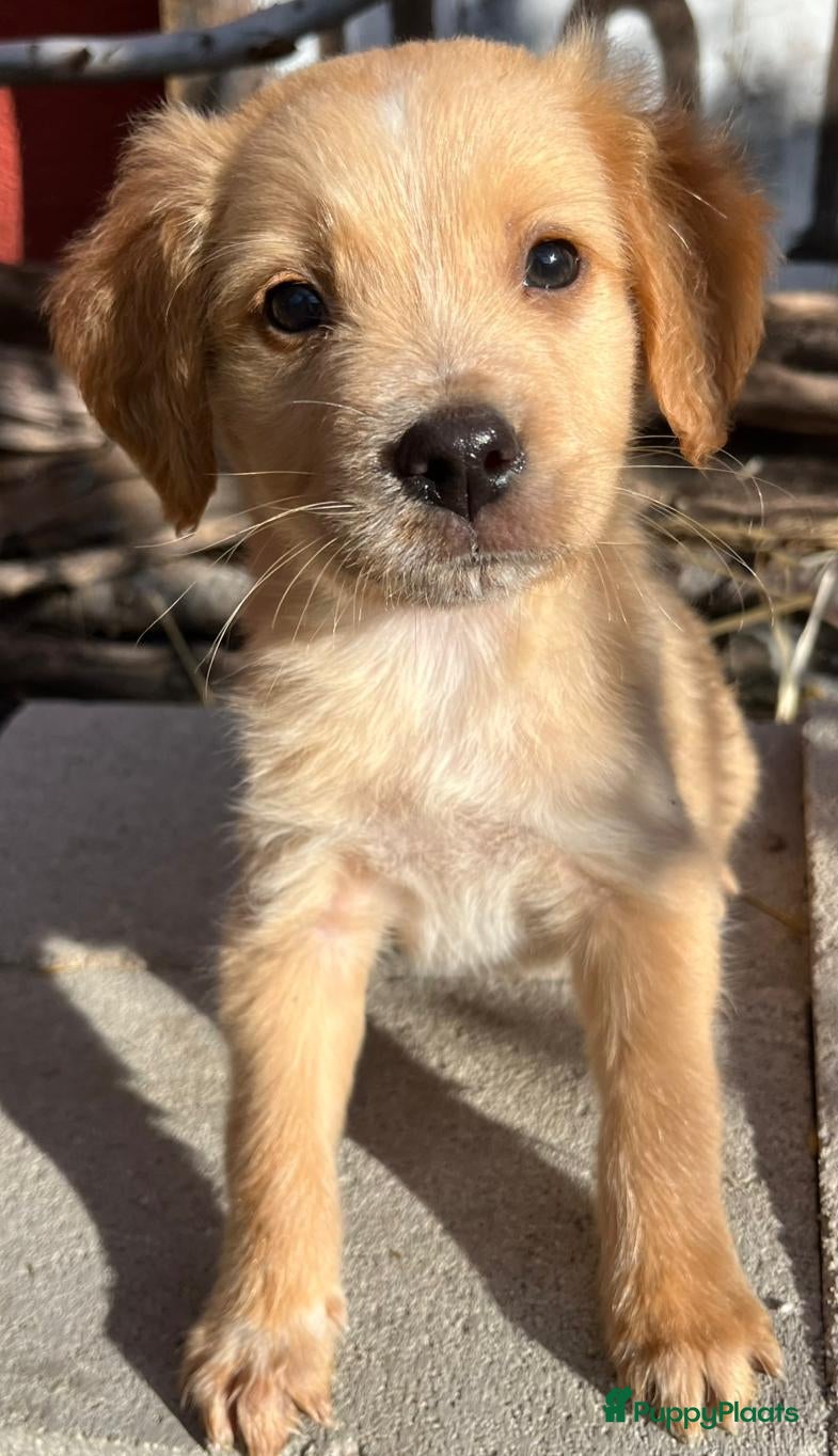 Kruising honden zeppe wil heel graag een vriendje een warm mandje  - Advertentie 4