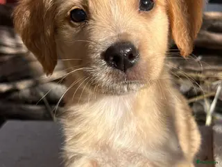 Kruising honden zeppe wil heel graag een vriendje een warm mandje - Advertentie 4