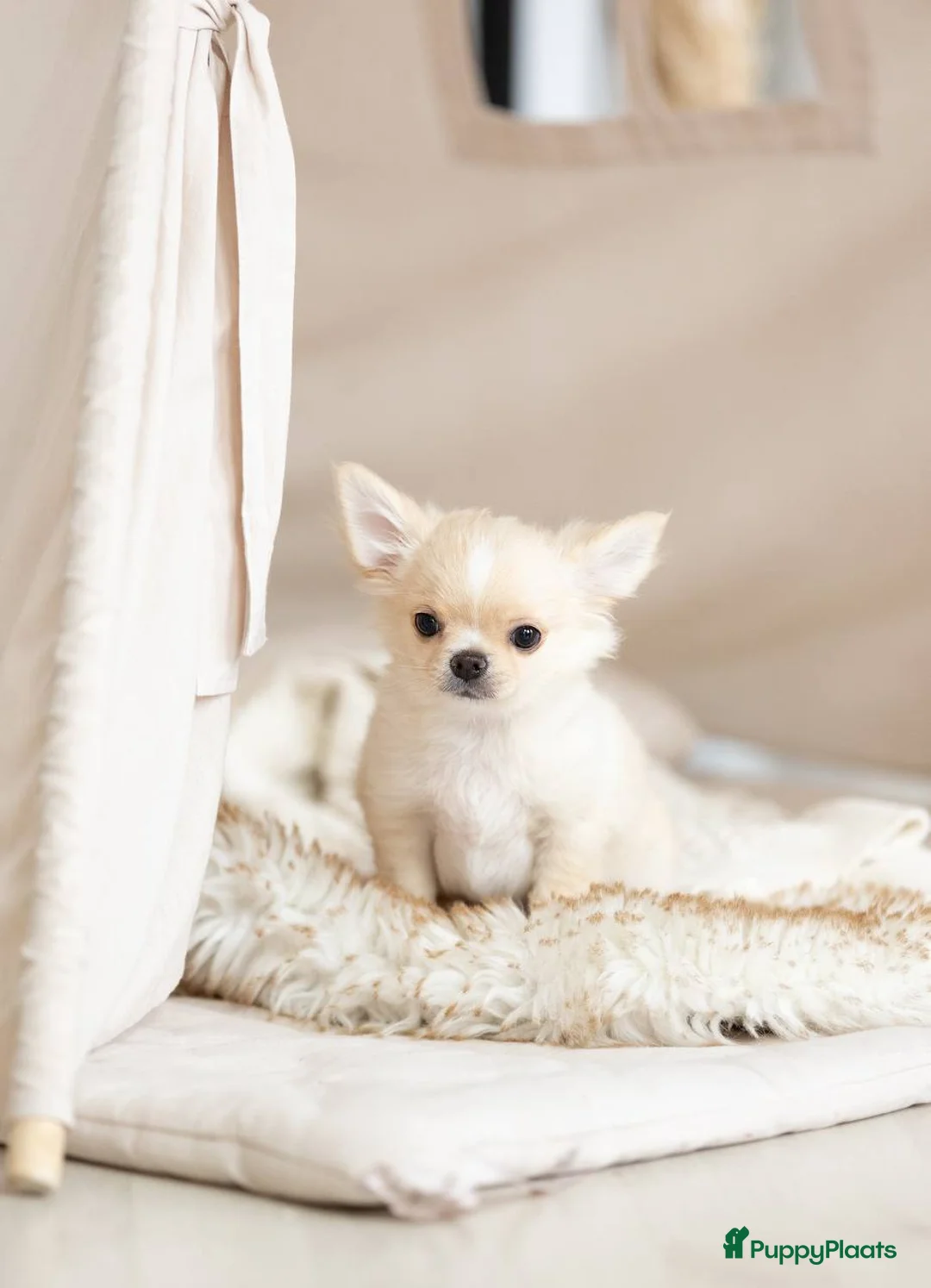 Chihuahua honden te koop: Chihuahua puppy’s  in Amsterdam - Advertentie 2