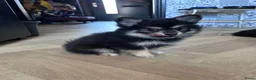 Pomsky honden te koop: 6 pomskys - Advertentie 7