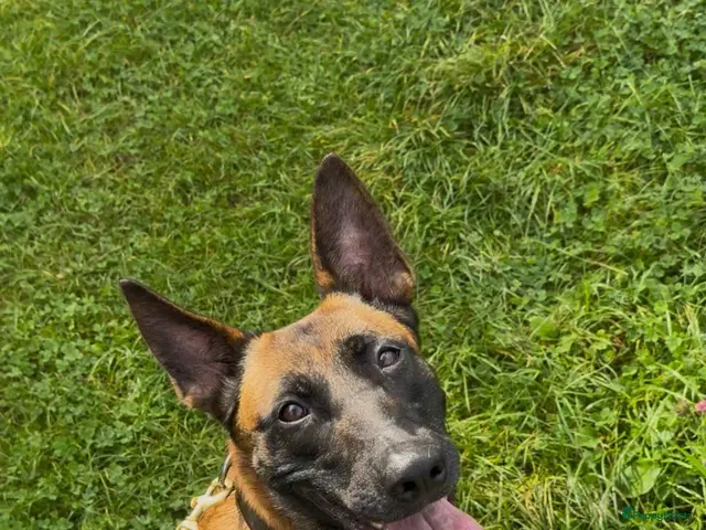 Mechelse Herder honden te koop: Exclusieve Mechelse HerderPups KNPVBloedlijn 49684 - Advertentie 6