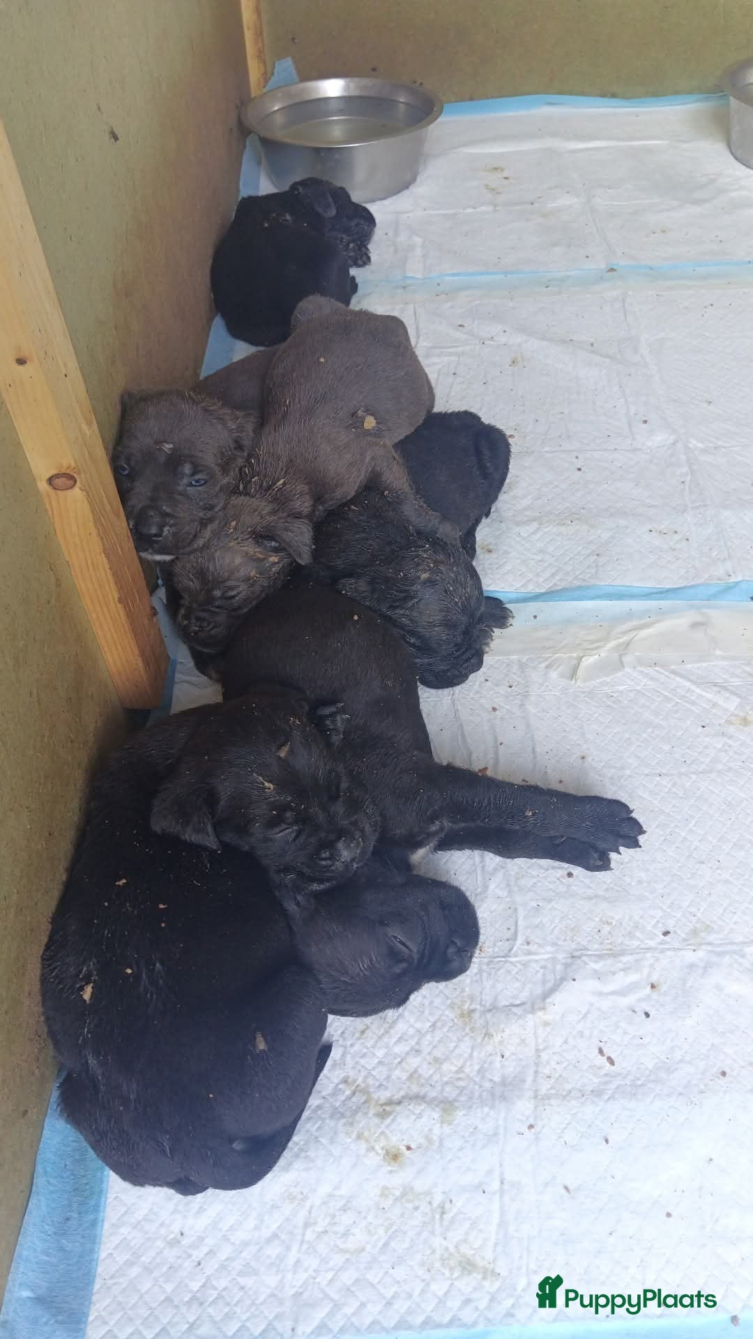 Cane Corso honden te koop: Cane corso pups - Afbeelding 3