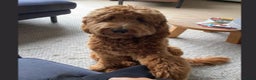 Labradoodle honden te koop: Labradoodle pups  - Advertentie 2