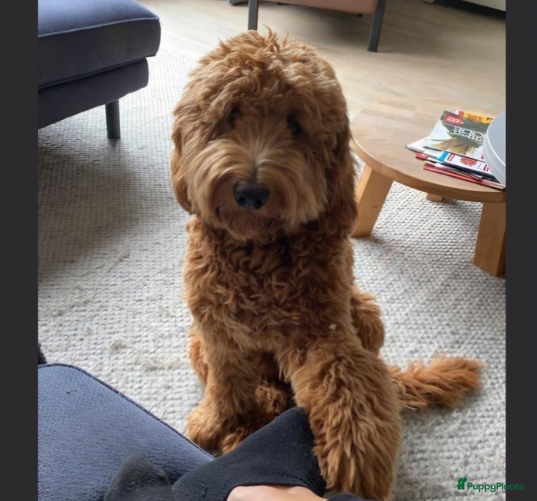 Labradoodle honden te koop: Labradoodle pups  - Advertentie 2