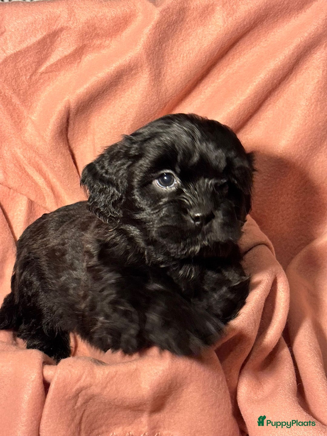 Shihpoo honden te koop: Shih Tzu / ShihTzu Toypoedel - Advertentie 5