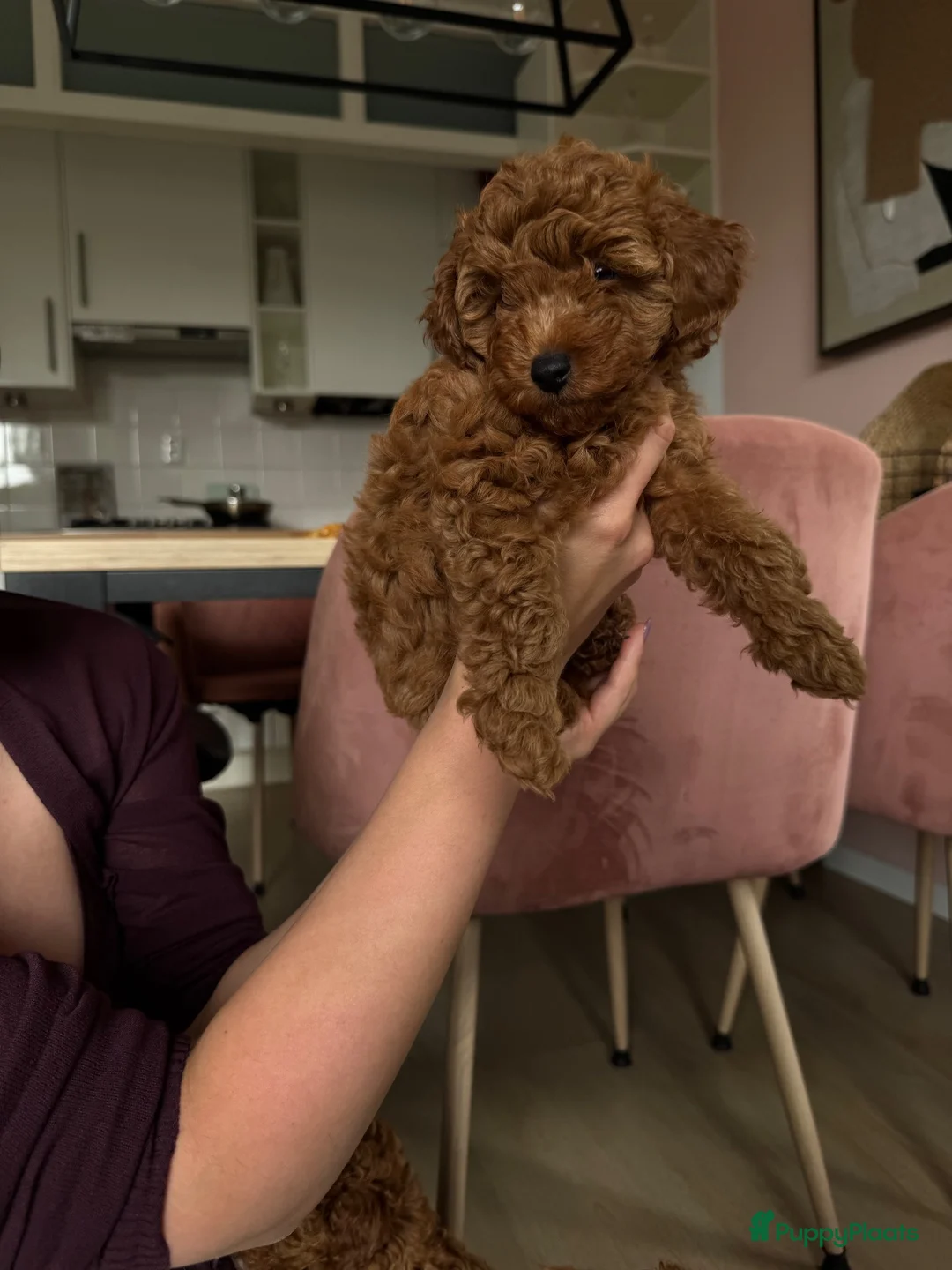 Poedel Toy honden te koop: Red/apricot toy poodle puppies  - Advertentie 2