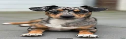 Jack Russel Terriër honden te koop: Mooie Jack Russelpups - Advertentie 6