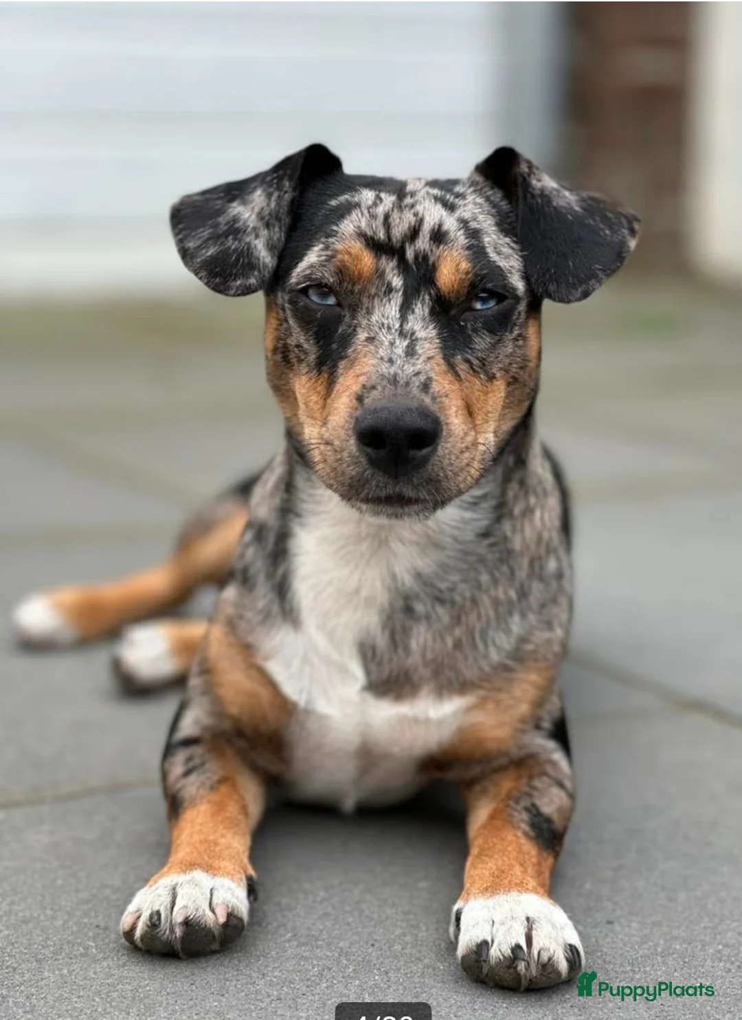 Jack Russel Terriër honden te koop: Mooie Jack Russelpups - Advertentie 6