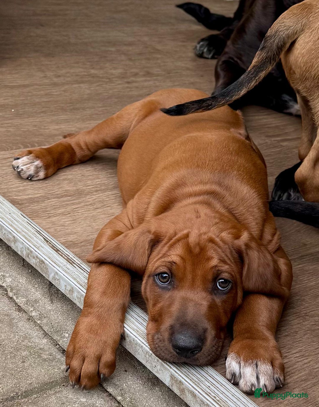 Rhodesian Ridgeback honden te koop: "Prachtige kruising Rhodesians"  in Bavel - Afbeelding 20