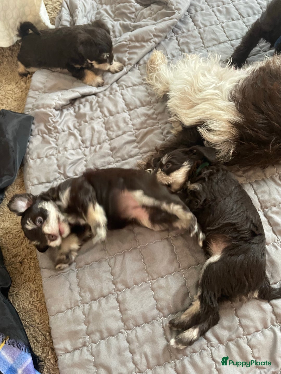 Galerij afbeelding {{count}}