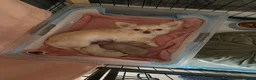 Chihuahua honden te koop: Langharige Chihuahua puppy’s  - Advertentie 25