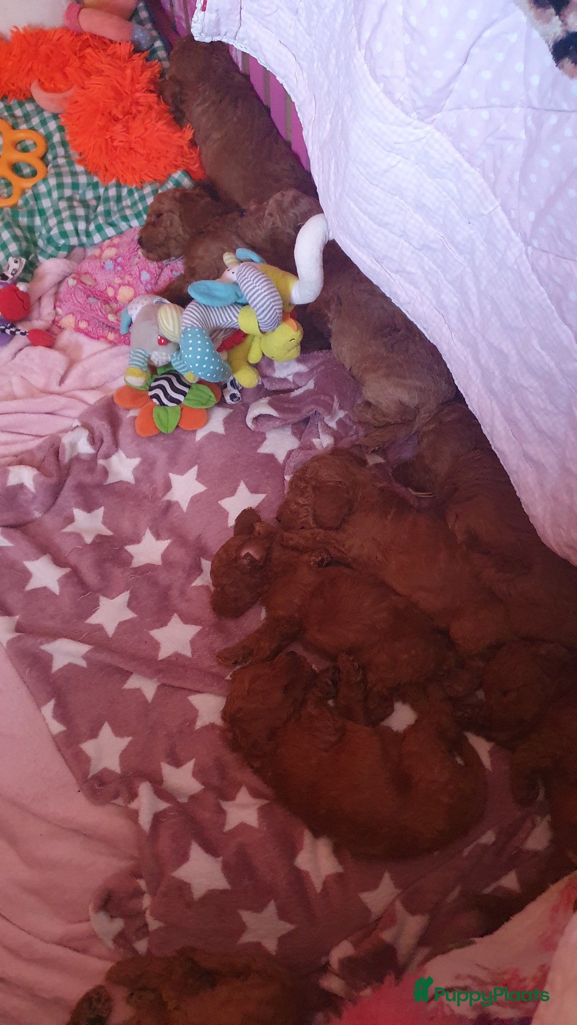 Labradoodle honden Rode Mini Labradoodles - Advertentie 1