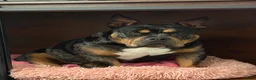 Amerikaanse Bully honden te koop: American Bully pocket pups verwacht  - Advertentie 10