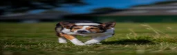 Border Collie honden te koop: Mooie, lieve en gesocialiseerde border collie - Advertentie 30