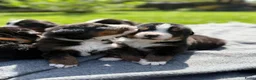Berner Sennenhond honden te koop: Berner sennen pups met stamboom - Advertentie 7