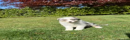 Kruising honden te koop: Australian Shepherd x Border Collie pups - Advertentie 7