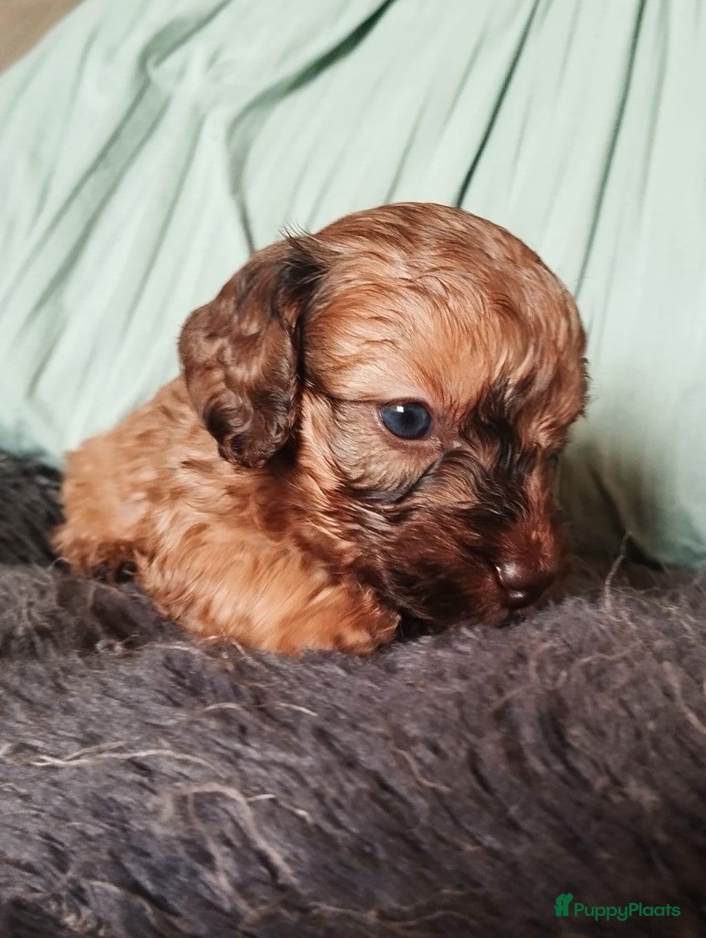 Kruising honden Doxiepoo pups. Mama toypoedel x papa dwergteckel  - Advertentie 3