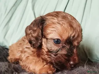 Kruising honden Doxiepoo pups. Mama toypoedel x papa dwergteckel - Advertentie 3