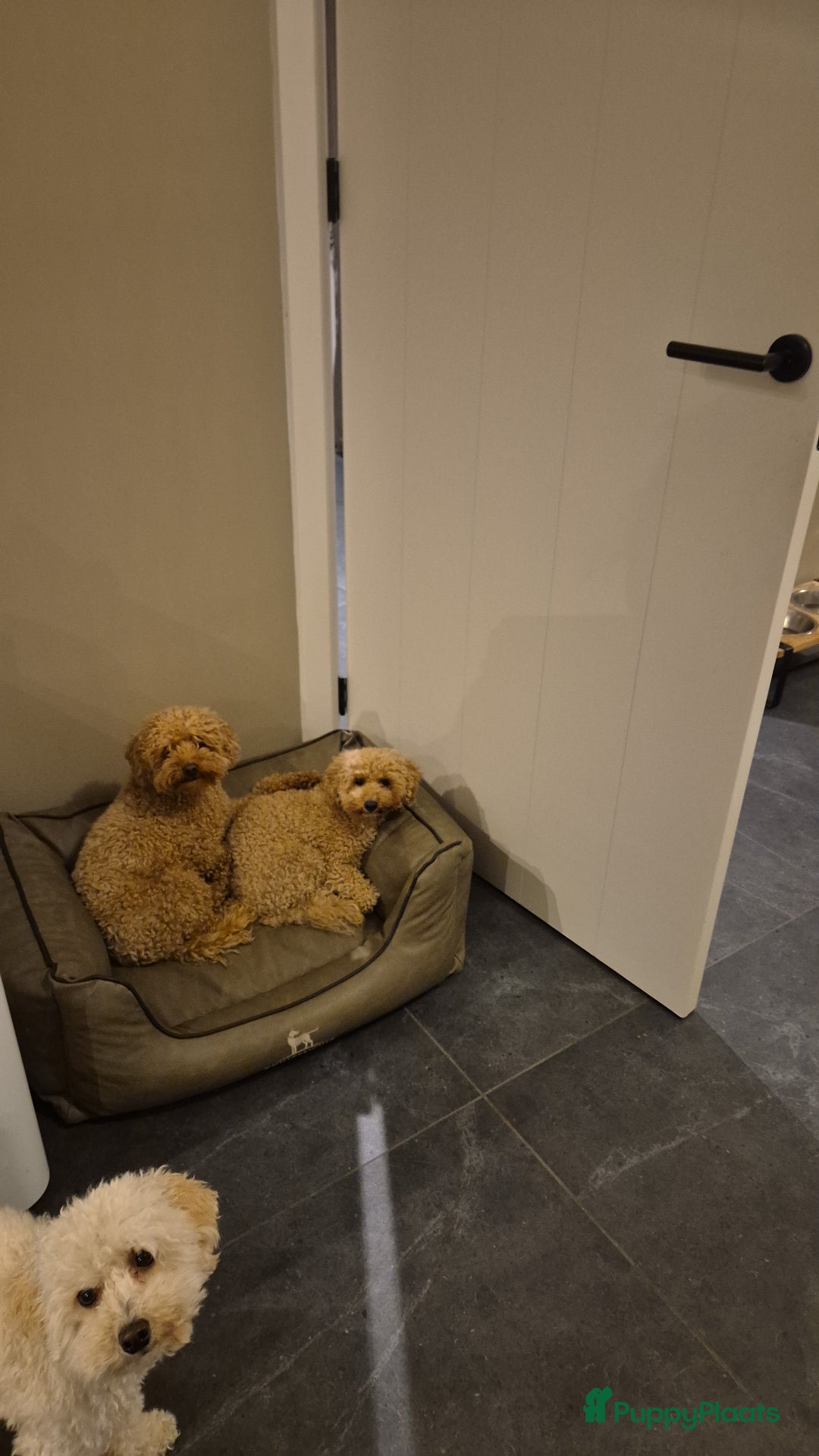 Poedel Toy honden te koop: Toypoedels verwacht - Advertentie 8