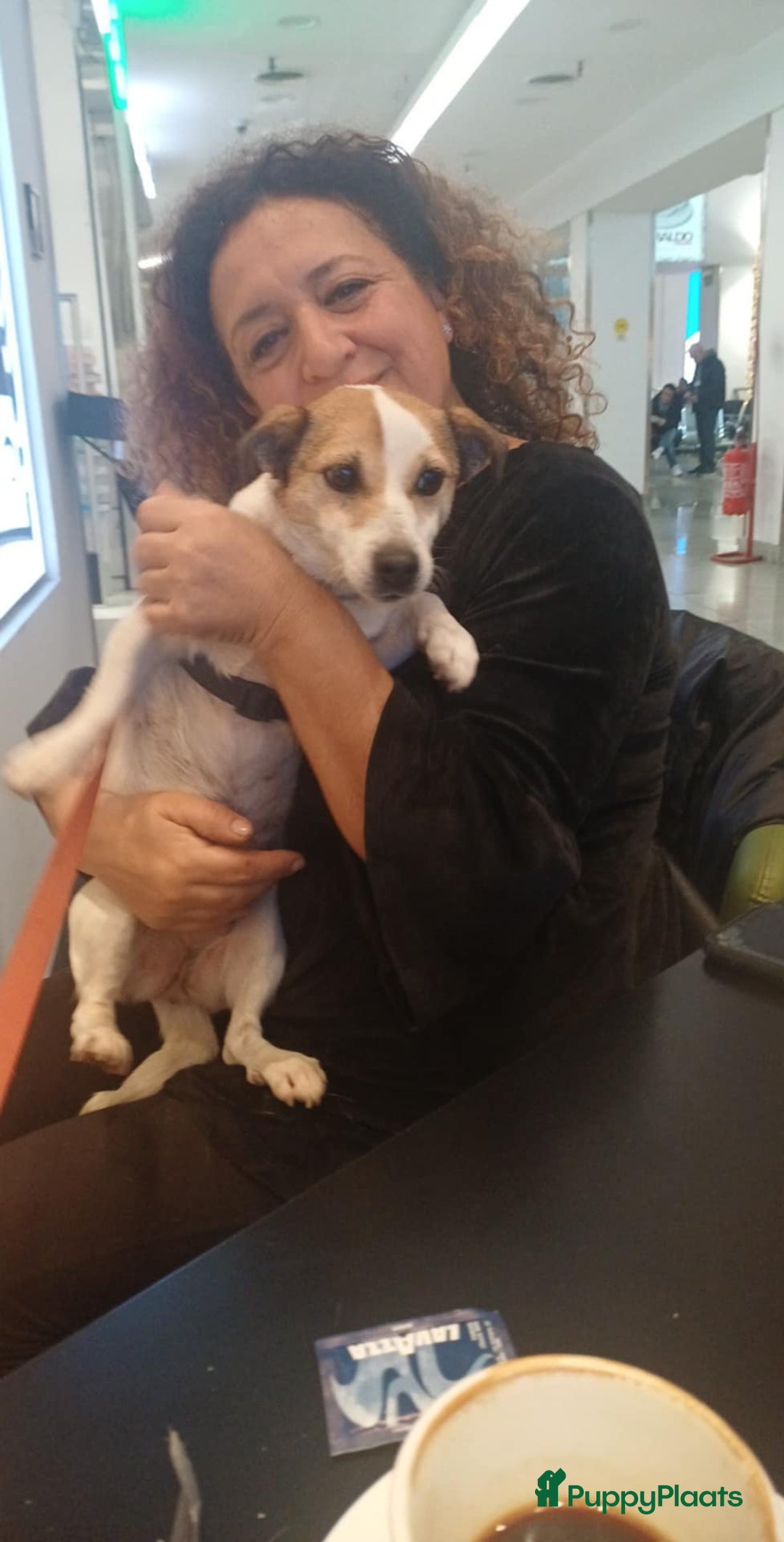 Kruising honden te koop: Azzura - Advertentie 8