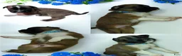 Kruising honden te koop: Nog 4 lieve unieke Mix puppy's. - Advertentie 15