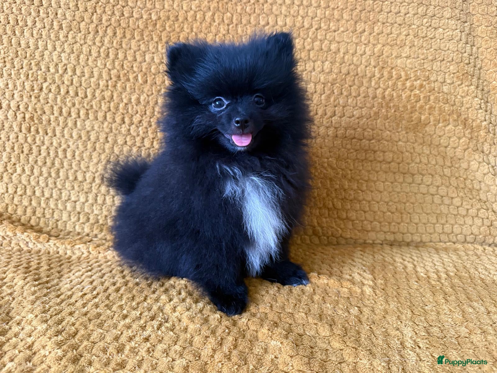 Pomeriaan honden Prachtige pomeranian pups met een mega vacht - Advertentie 4