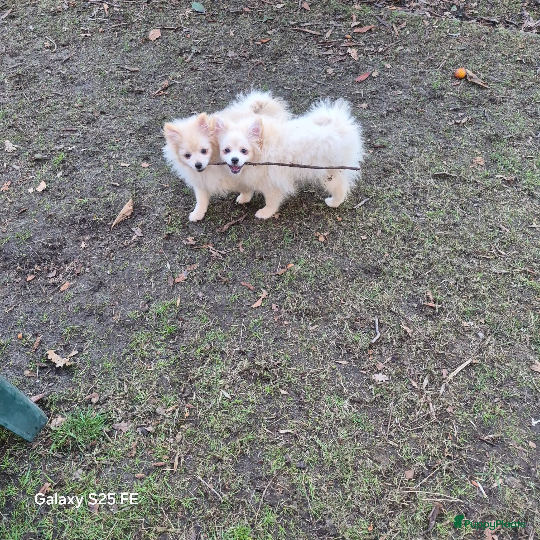 Pomeriaan honden VREUGDE VOOR ELKE ZORGZAME FAMILIE!!! - Advertentie 1