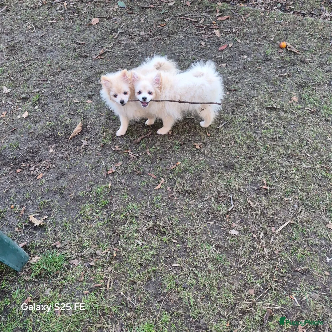 Pomeriaan honden te koop: VREUGDE VOOR ELKE ZORGZAME FAMILIE!!! - Advertentie 1