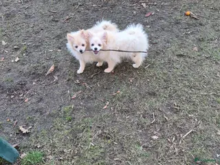Pomeriaan honden VREUGDE VOOR ELKE ZORGZAME FAMILIE!!! - Advertentie 1