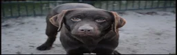 Kruising honden te koop: Kruising bullador x labrador - Advertentie 10