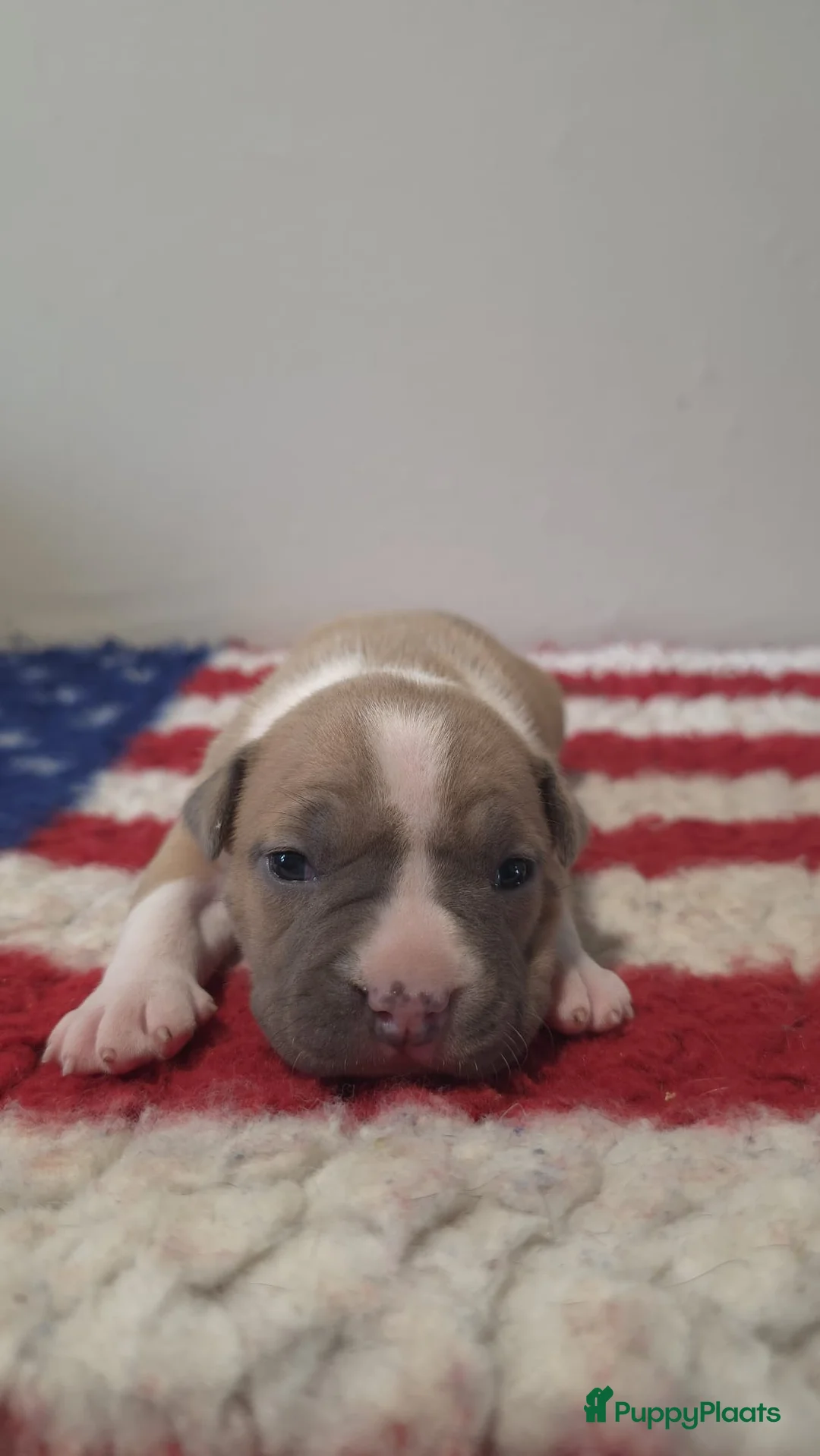 American Staffordshire Terriër honden te koop: Prachtige Amerikaanse Staffordshire Terriër pups - Advertentie 3