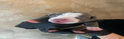 Kruising honden te koop: Prachtig nest bully xl en amerikaanse stafford in Heerhugowaard - Advertentie 14