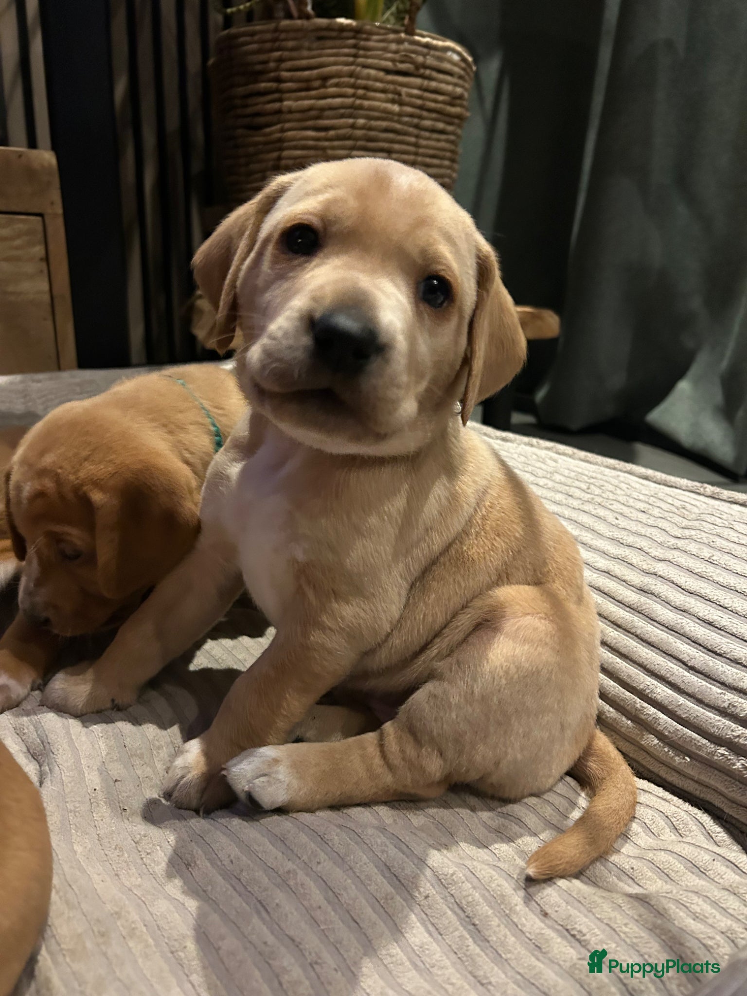Kruising honden Dalmador 14 maart geboren nog 1 teefje beschikbaar - Advertentie 4