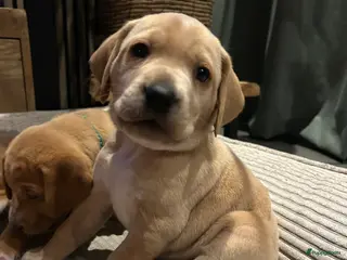 Kruising honden Dalmador 14 maart geboren nog 1 teefje beschikbaar - Advertentie 6