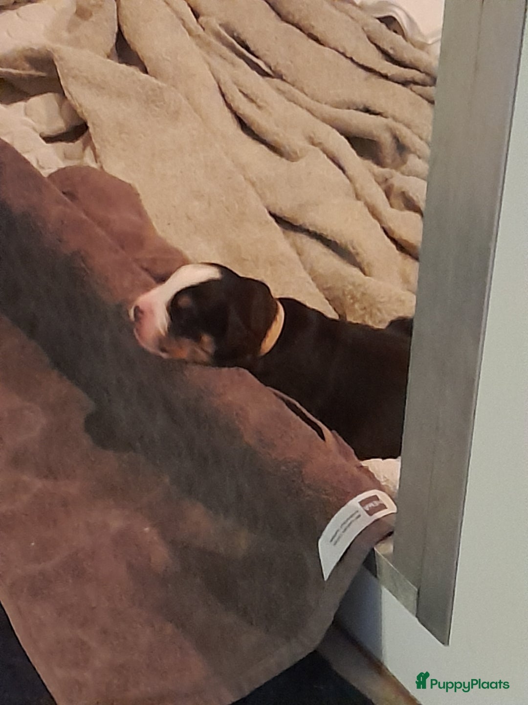 Berner Sennenhond honden te koop: Pups te koop - Advertentie 2