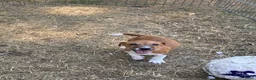 Jack Russel Terriër honden te koop: Jack Russell pups  - Advertentie 5