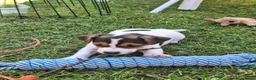 Jack Russel Terriër honden te koop: Jack Russel puppys in Callantsoog - Advertentie 9