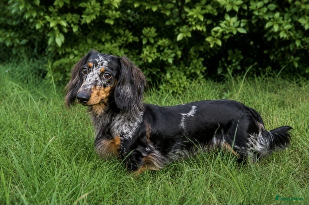 Dwergteckel honden te koop: Prachtige dwergteckel pups  - Advertentie 9