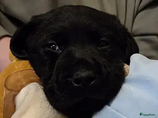 Labrador Retriever honden Labrador pups - Advertentie 5