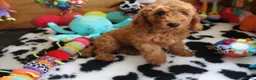 Australian Labradoodle honden te koop:  Nog 3 pupjes Mini/medium Australian labradoodle  - Advertentie 8