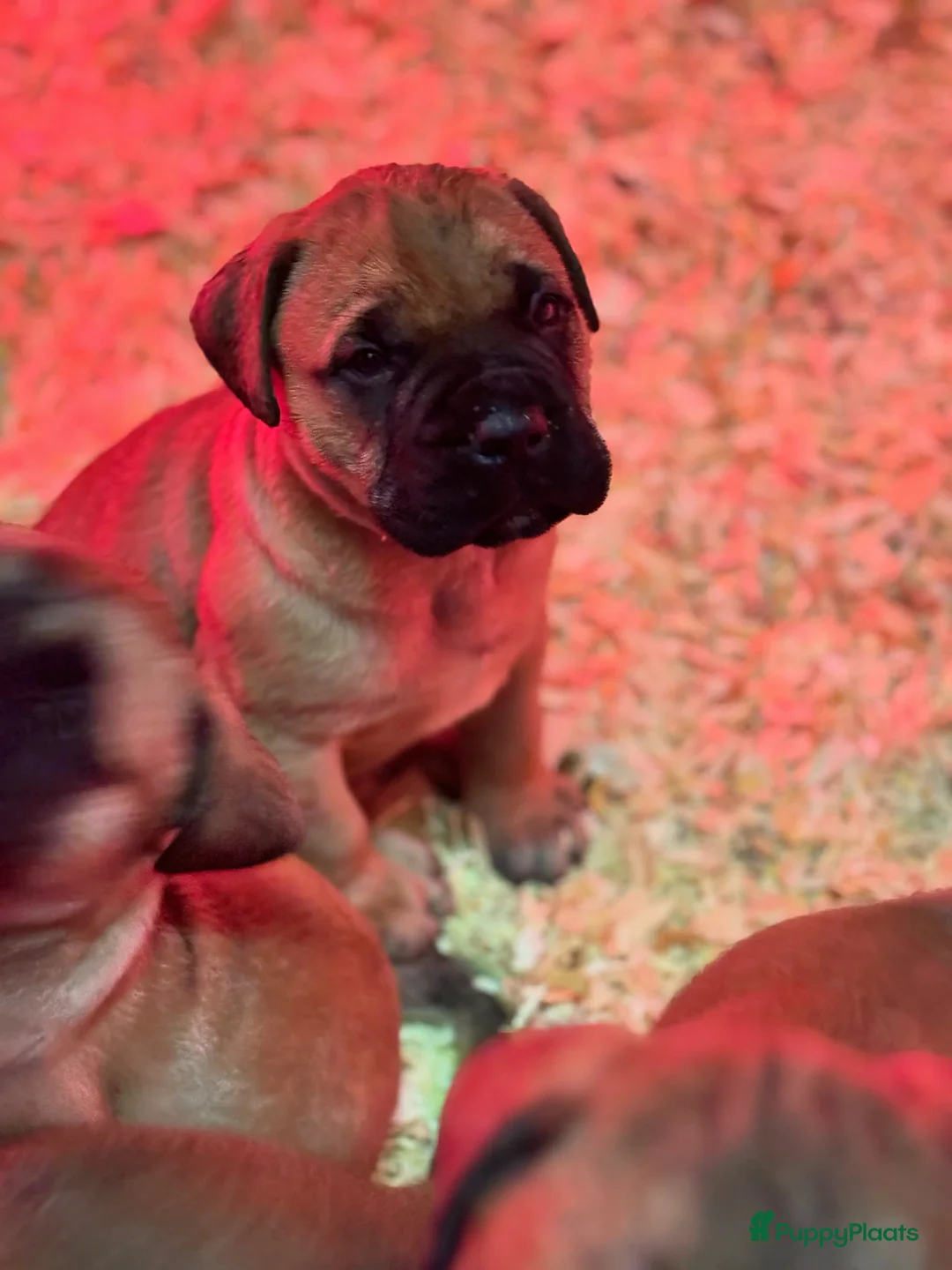 Bullmastiff honden te koop: Bullmastiff  - Advertentie 9