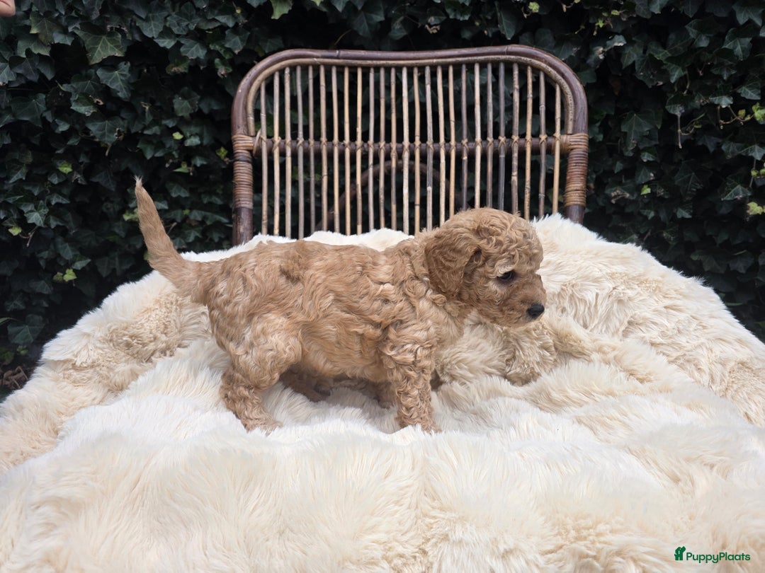 Kruising honden te koop: Goldendoodle reutjes mogen verhuizen - Advertentie 10