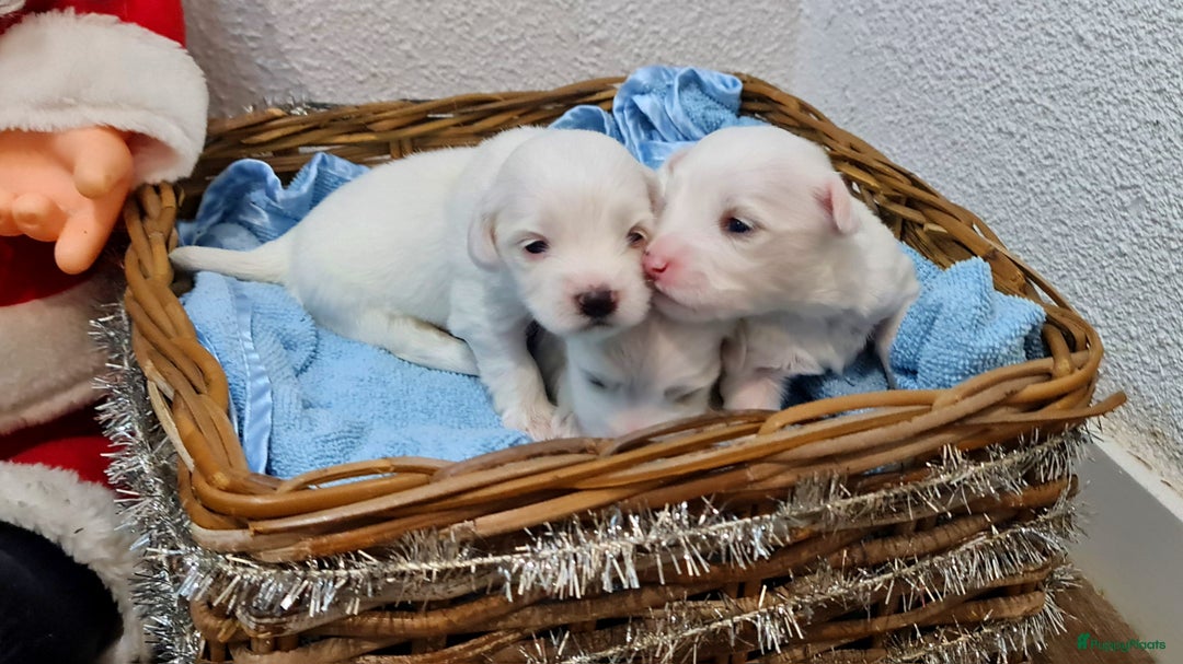 Maltezer honden te koop: 🥰 7 Prachtige Maltezer pups! 🐶 - Advertentie 9