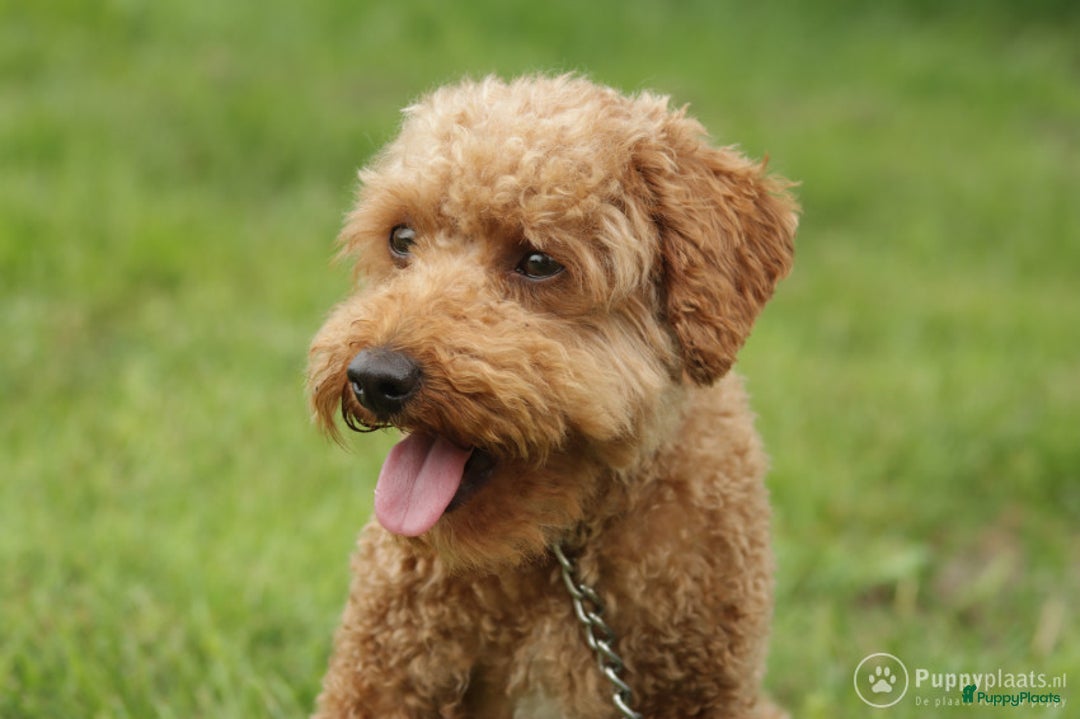 Poedel honden ter dekking: toy / dwergpoedel DEKreu abricot/rood in Budel - Advertentie 4