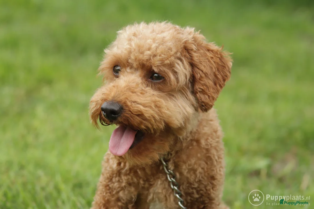 Poedel honden ter dekking: toy / dwergpoedel DEKreu abricot/rood in Budel - Advertentie 4