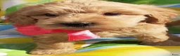 Australian Labradoodle honden te koop: Australian Labradoodle pups WALA stamboom  - Advertentie 5