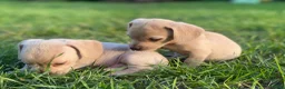Kruising honden te koop: Kortharige teckels met vleugje chihuahua  - Advertentie 8