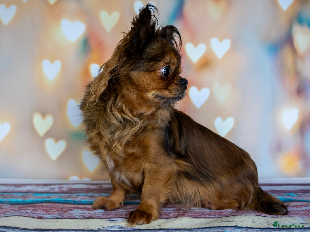 Chihuahua honden te koop: Chihuahua langhaar pupjes - Afbeelding 13