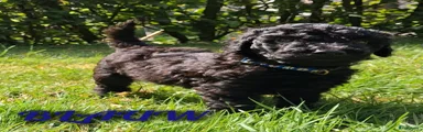 Blauw
