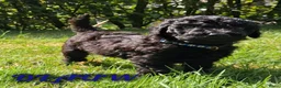Poedel honden te koop: Prachtig nest zwarte Grote Poedel reutjes! - Advertentie 7